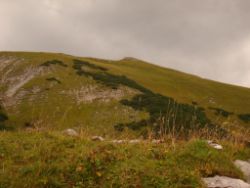 2013-09-08_6Falkenh-Steinfalk (076).JPG